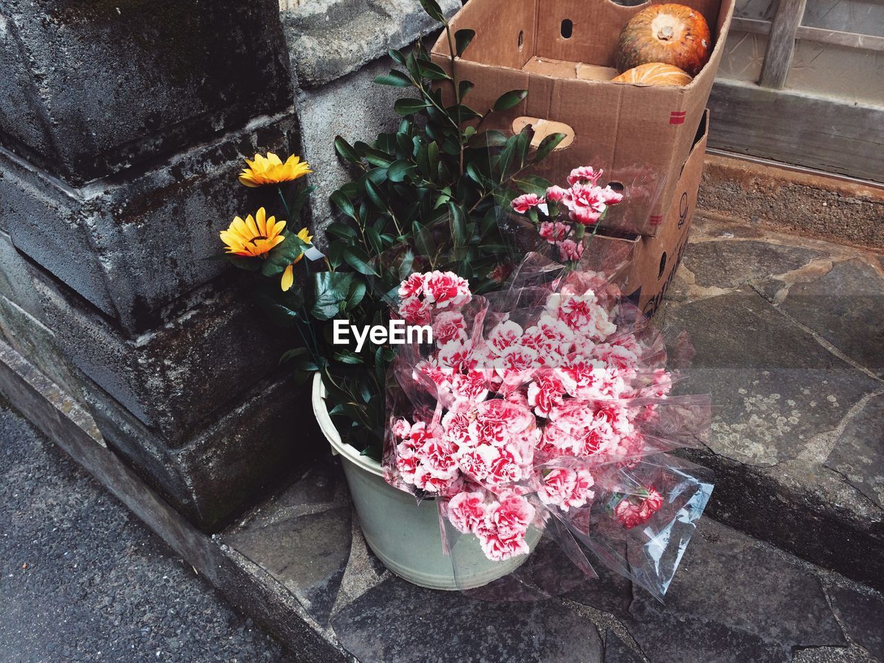 High angle view of flowers