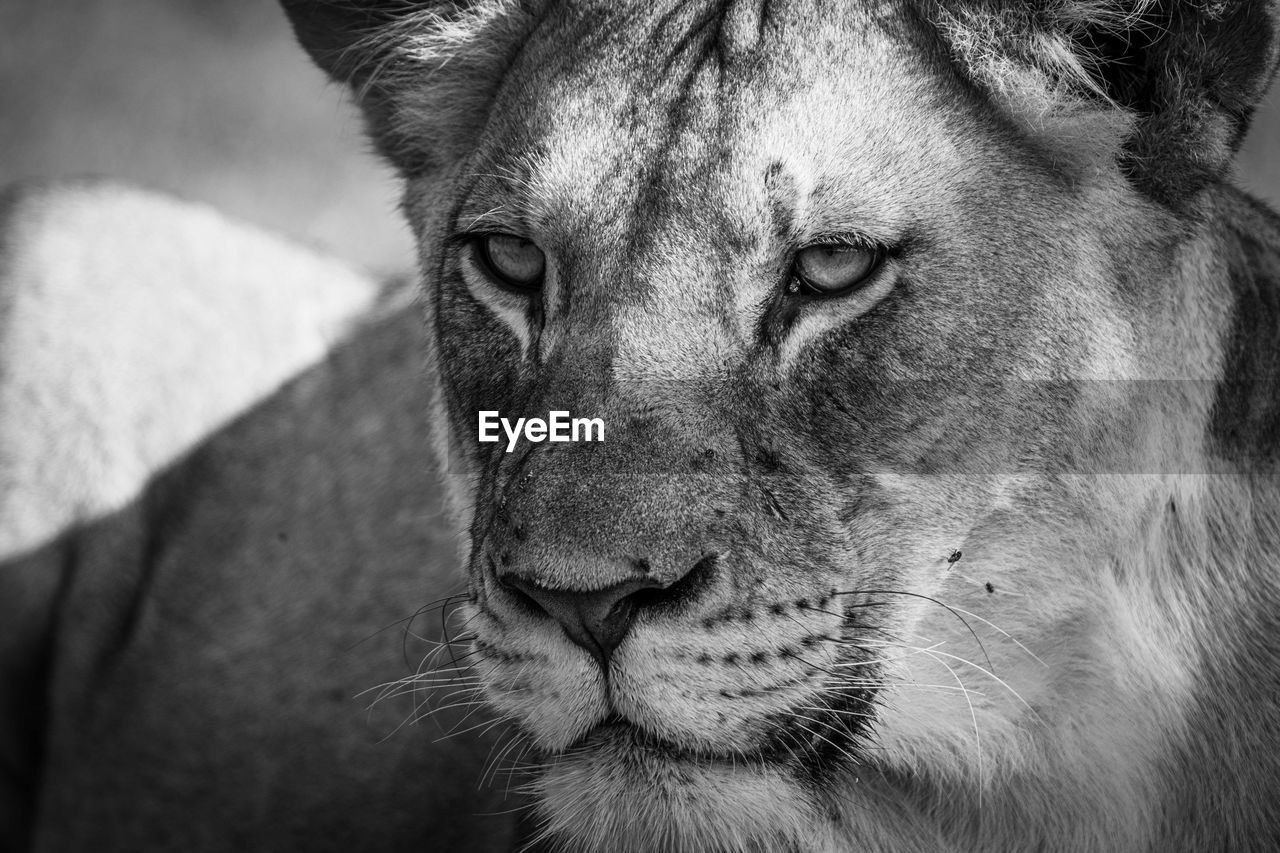 animal, animal themes, mammal, one animal, feline, cat, black and white, whiskers, close-up, animal wildlife, lion - feline, felidae, animal body part, snout, big cat, wildlife, monochrome, monochrome photography, animal head, no people, carnivora, puma, pet, domestic animals, focus on foreground, portrait, lioness, safari, looking, day, carnivore, looking away