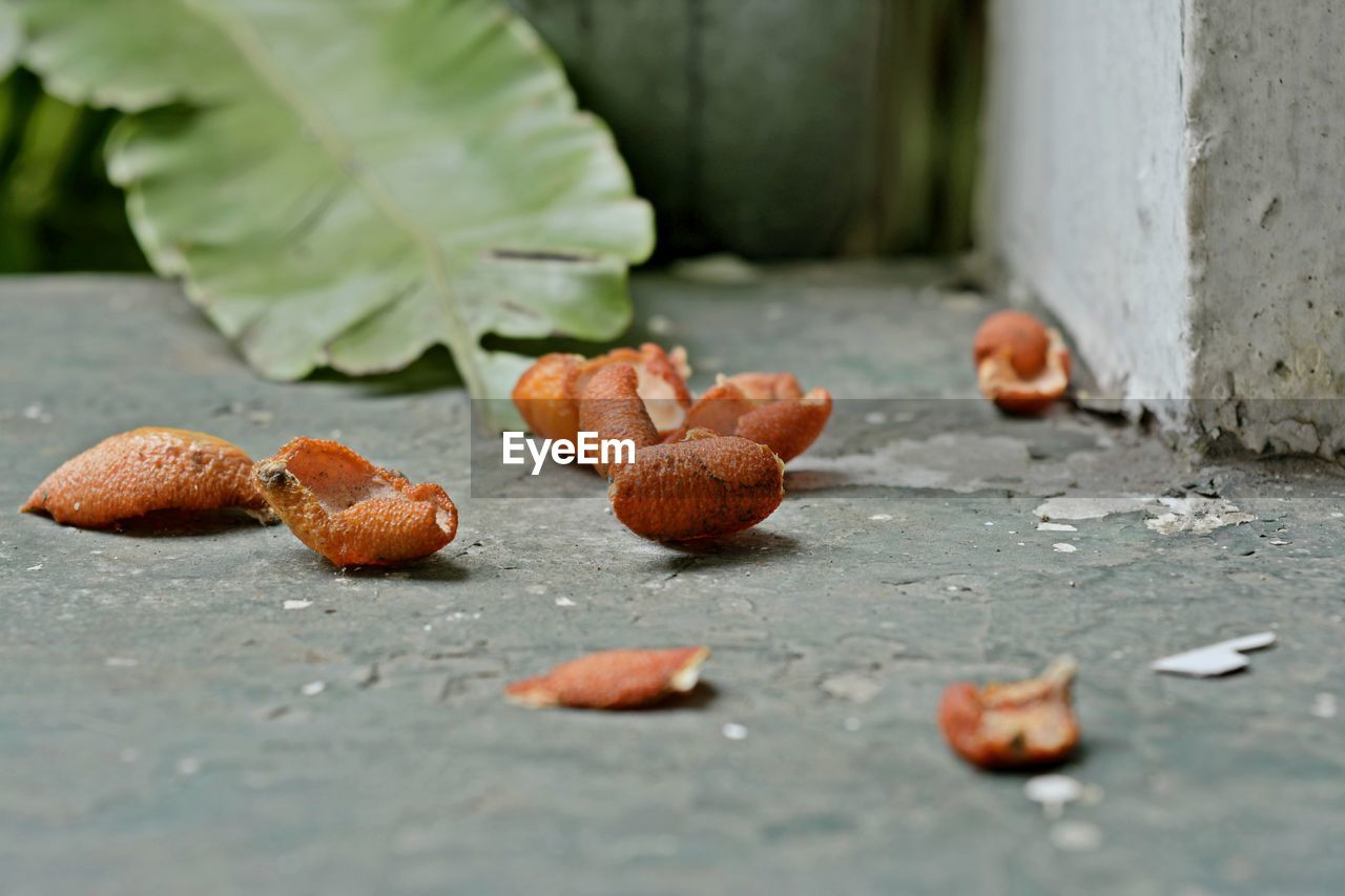 Orange peels on floor by leaf