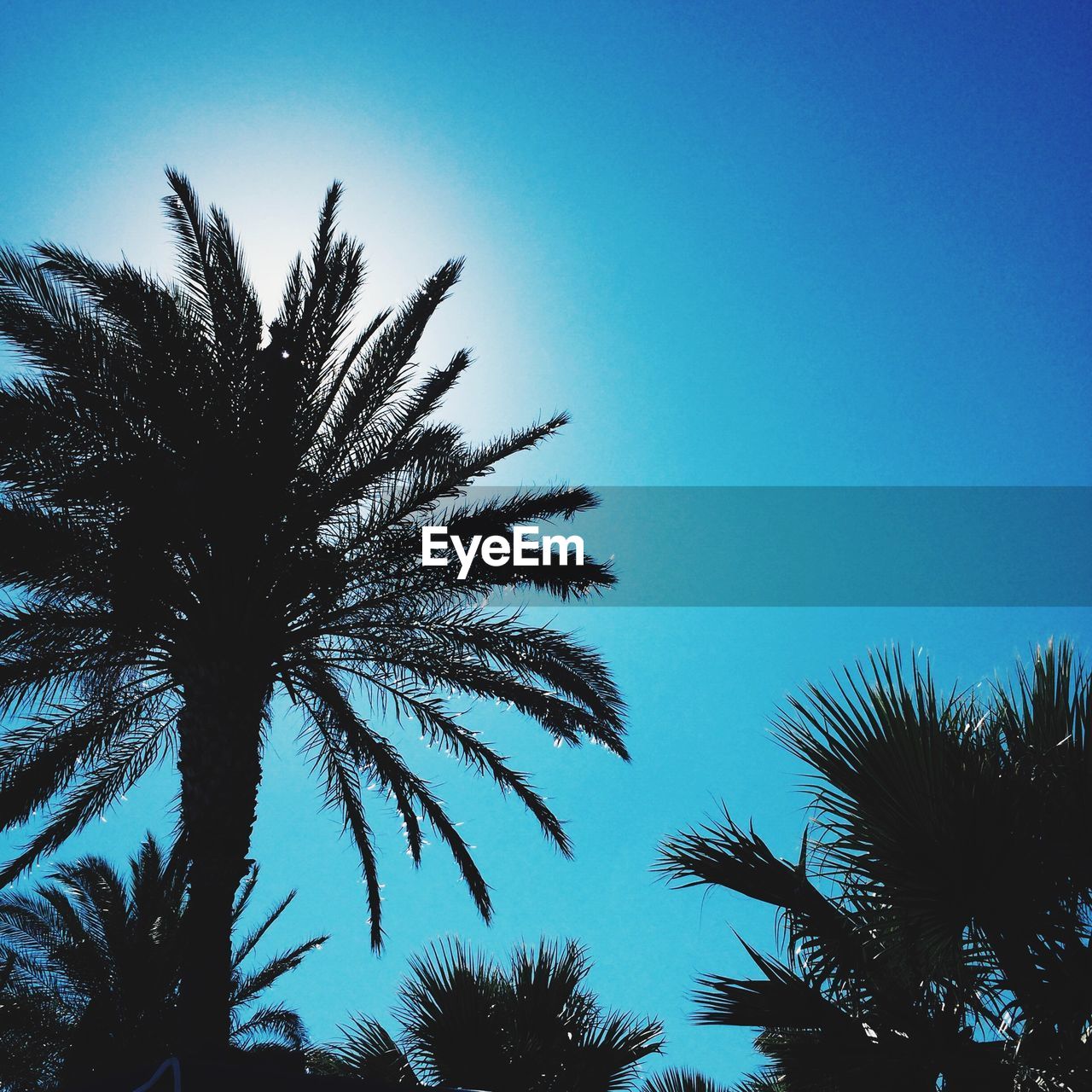 LOW ANGLE VIEW OF SILHOUETTE PALM TREE AGAINST CLEAR BLUE SKY