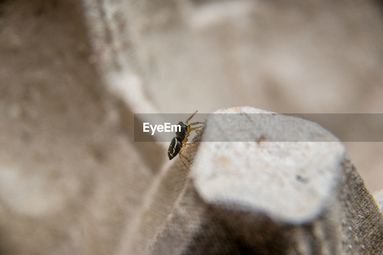 CLOSE-UP OF HOUSEFLY ON ROCK