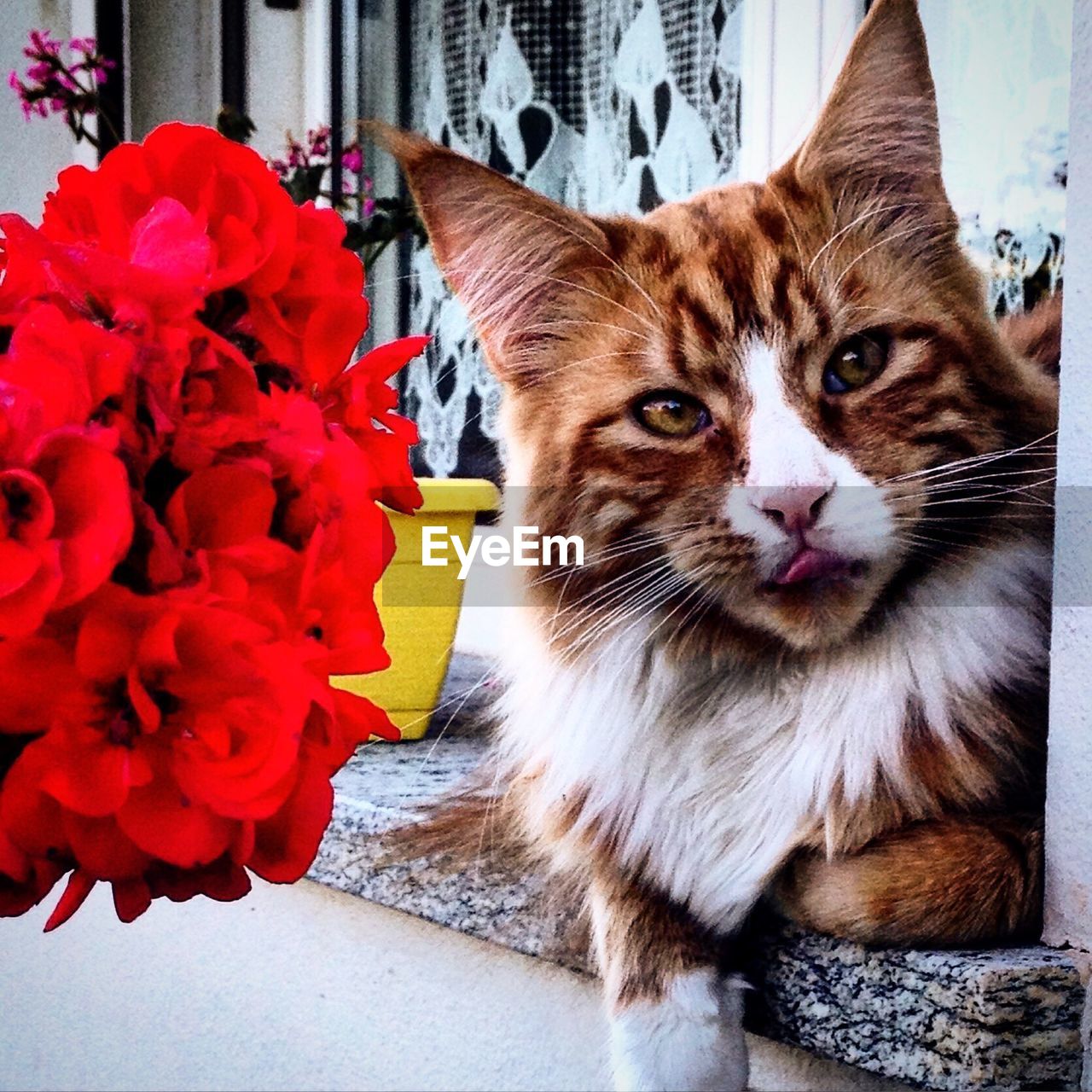 CLOSE-UP OF CAT ON FLOWER