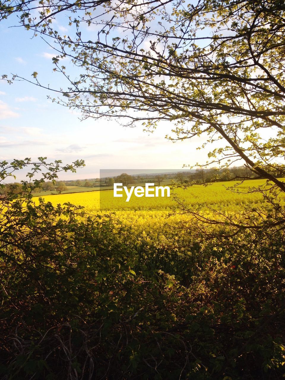 Fresh oilseed rape field against sky