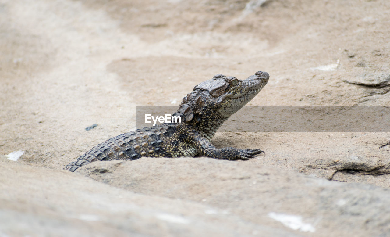 CLOSE-UP OF LIZARD ON LEAF