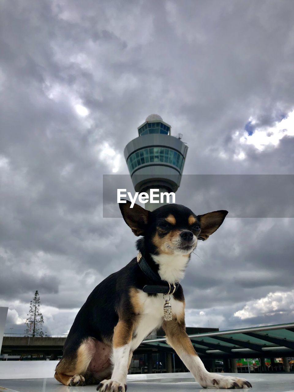 LOW ANGLE VIEW OF A DOG AGAINST THE SKY