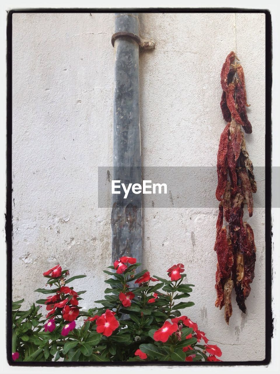 Dried peppers hanging on wall