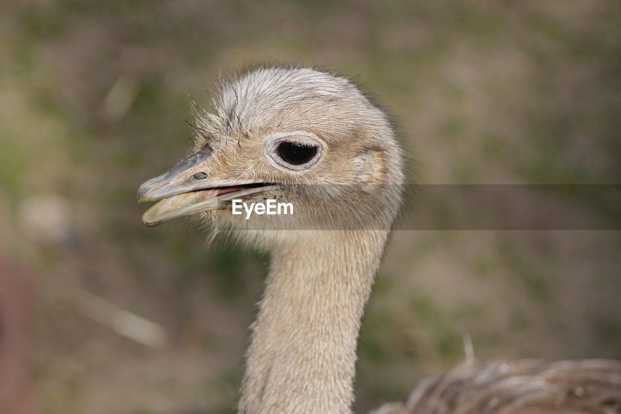 CLOSE-UP OF A BIRD ON FIELD