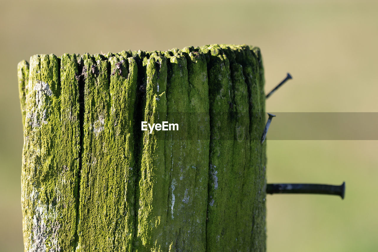 CLOSE-UP OF CATERPILLAR ON WOODEN POST