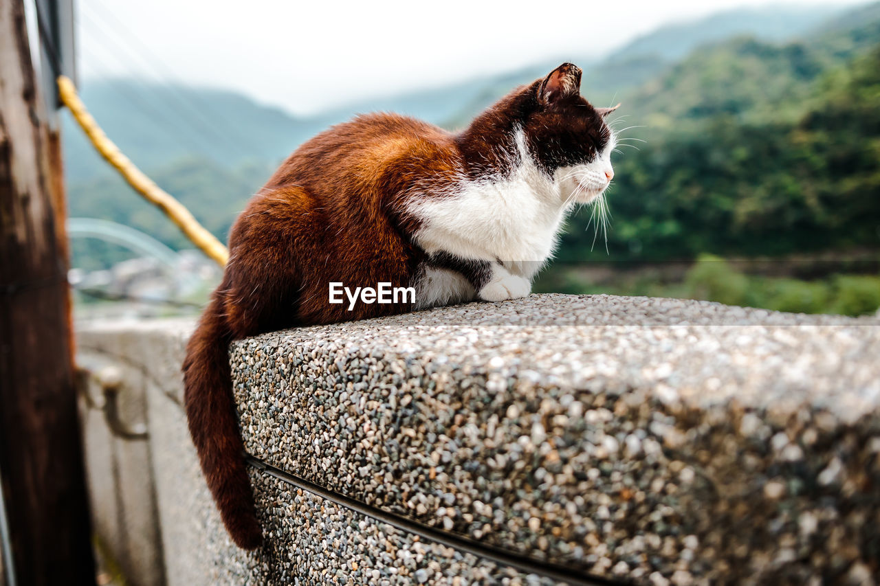 CLOSE-UP OF A CAT