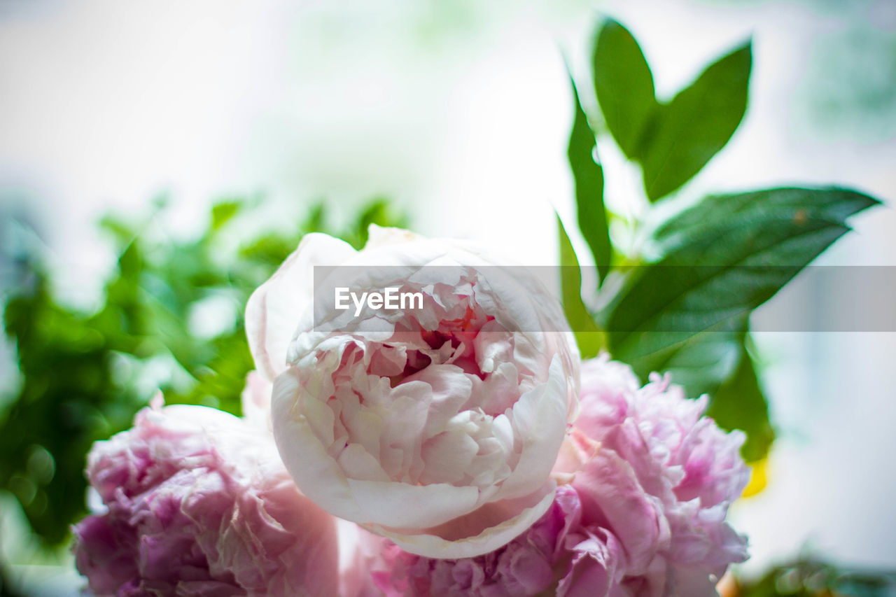 CLOSE-UP OF PINK ROSE WITH WHITE ROSES