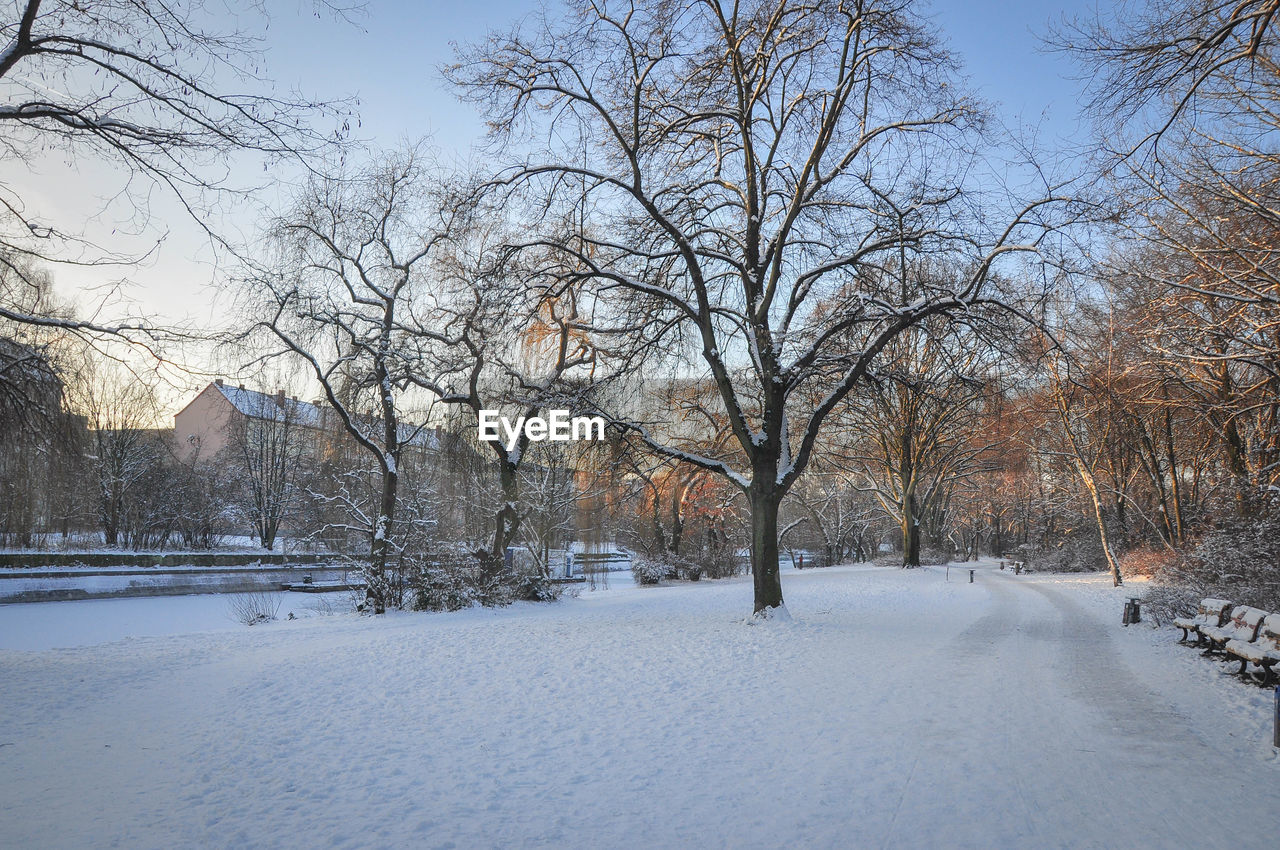 TREES ON SNOW COVERED LANDSCAPE