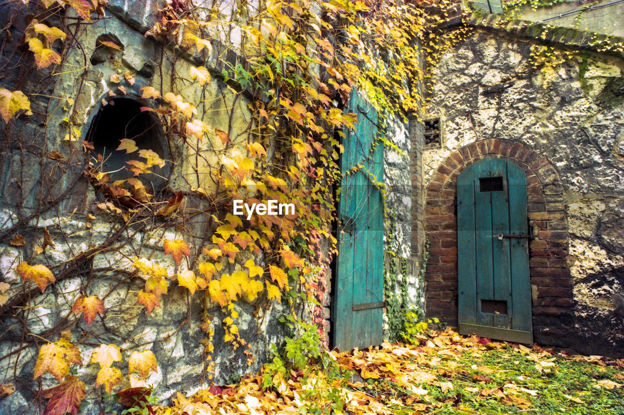 Ivy plants on wall at backyard during autumn