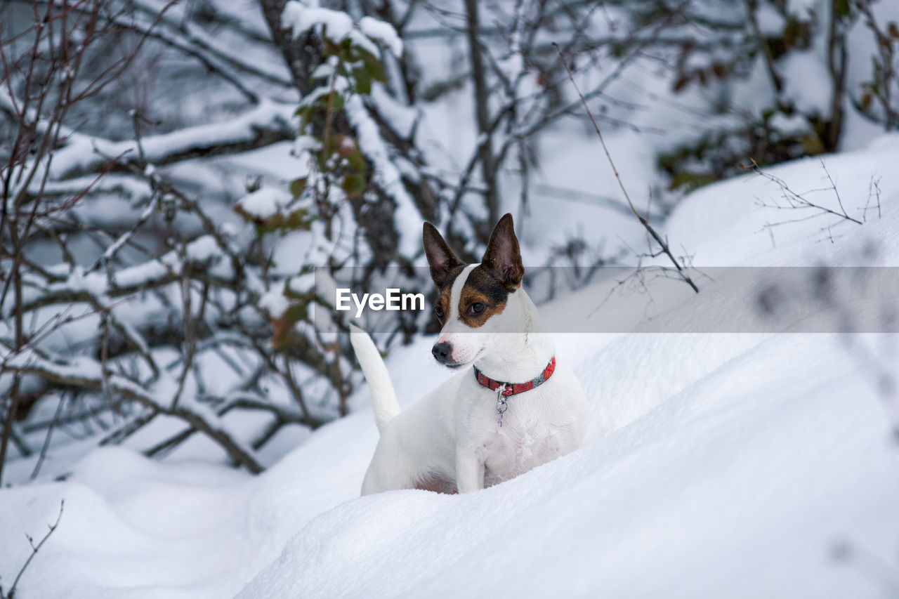 Small white dog standing in deep fresh snow in the forest