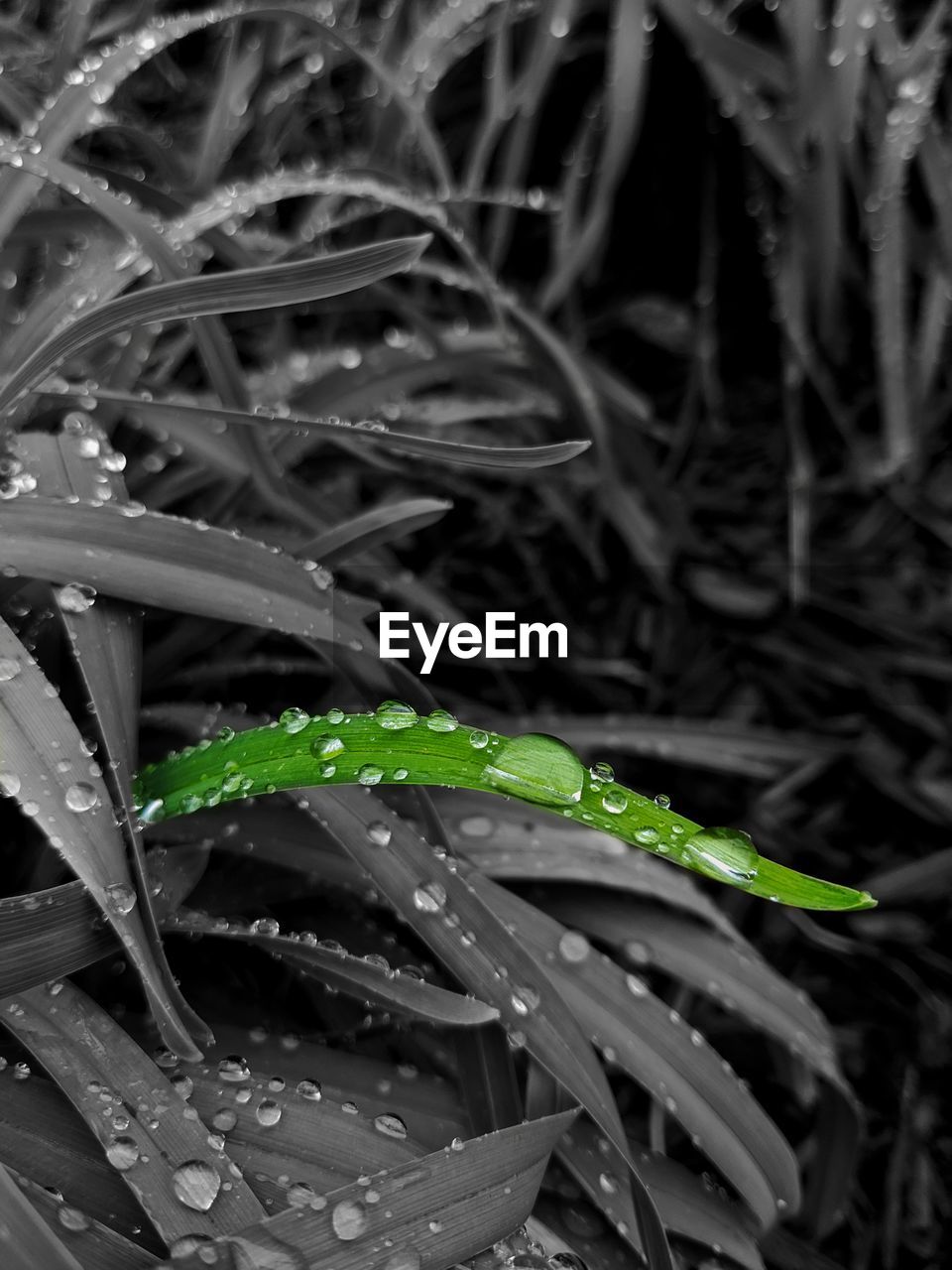 CLOSE-UP OF WATER DROPS ON GRASS