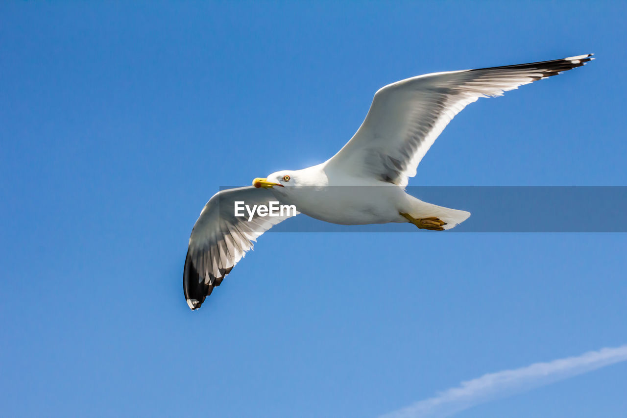 LOW ANGLE VIEW OF SEAGULL FLYING AGAINST BLUE SKY