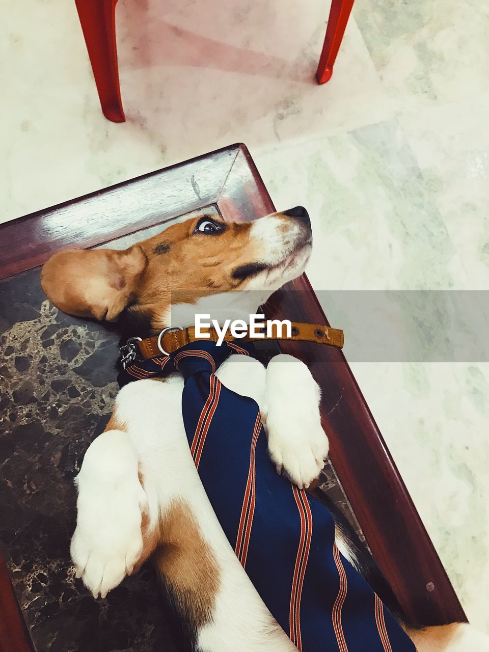 HIGH ANGLE VIEW OF DOG WITH MOUTH OPEN