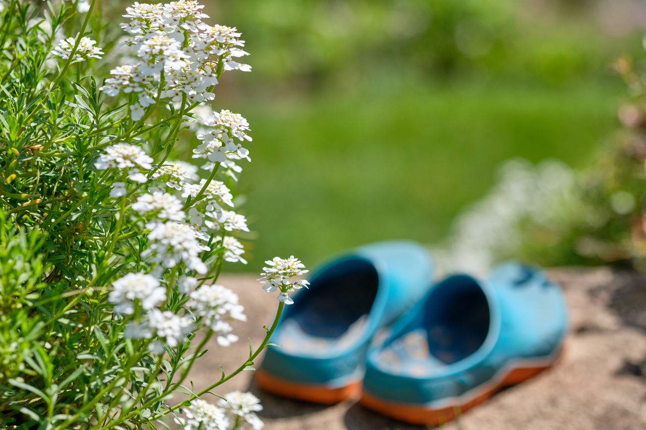 CLOSE-UP OF FLOWERING PLANTS ON LAND