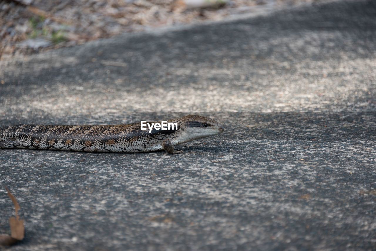 Close-up of lizard on road