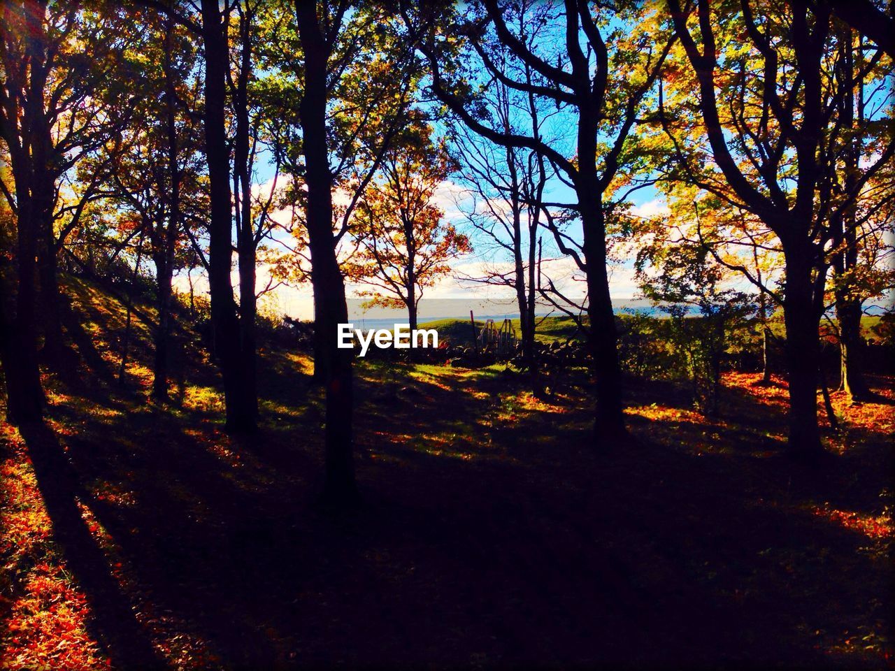 Trees in forest during autumn