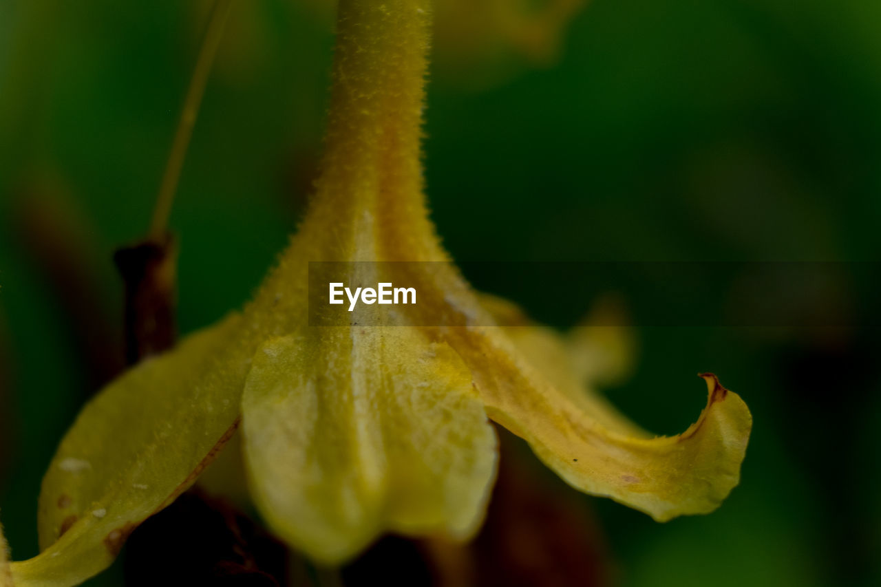 Close-up of yellow flowering plant