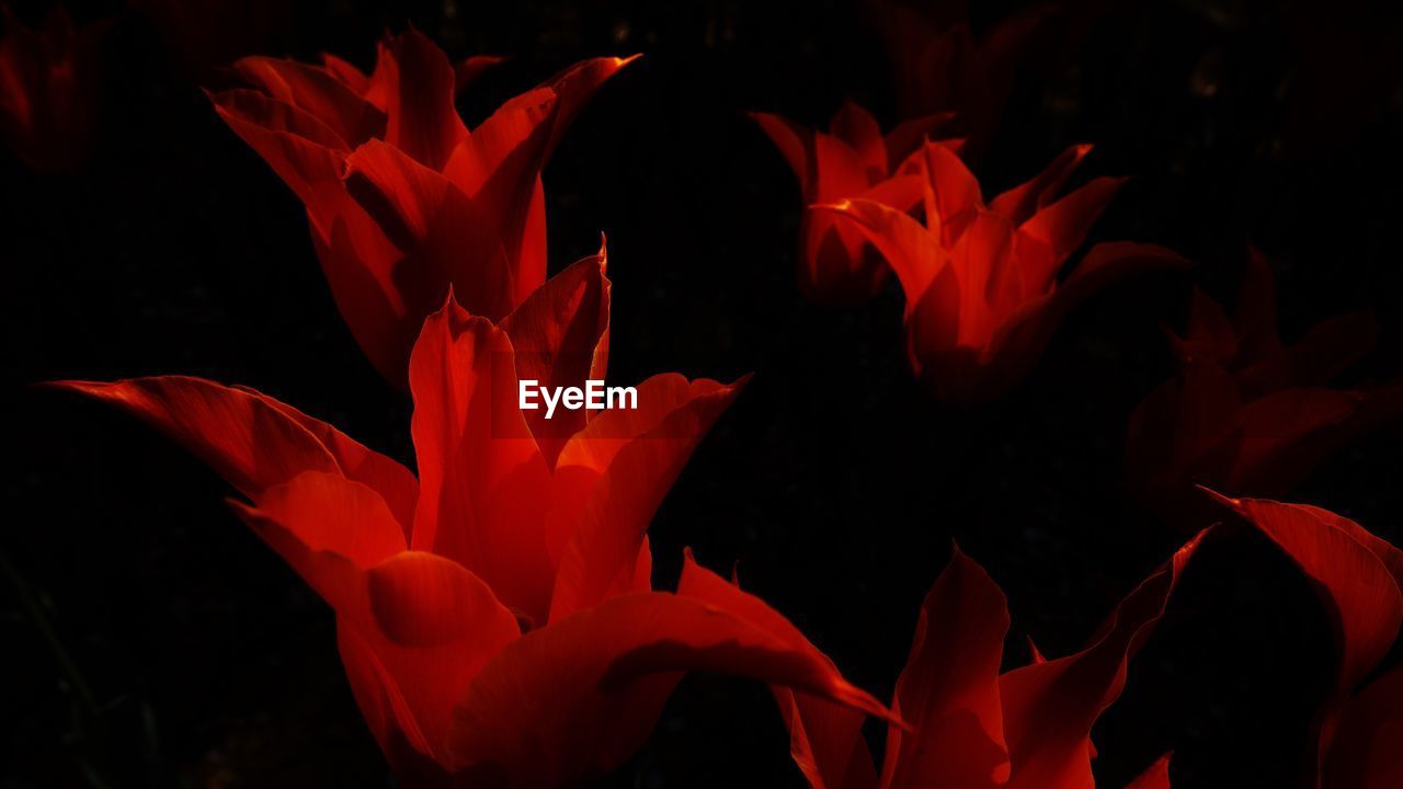 CLOSE-UP OF RED ROSE FLOWERS