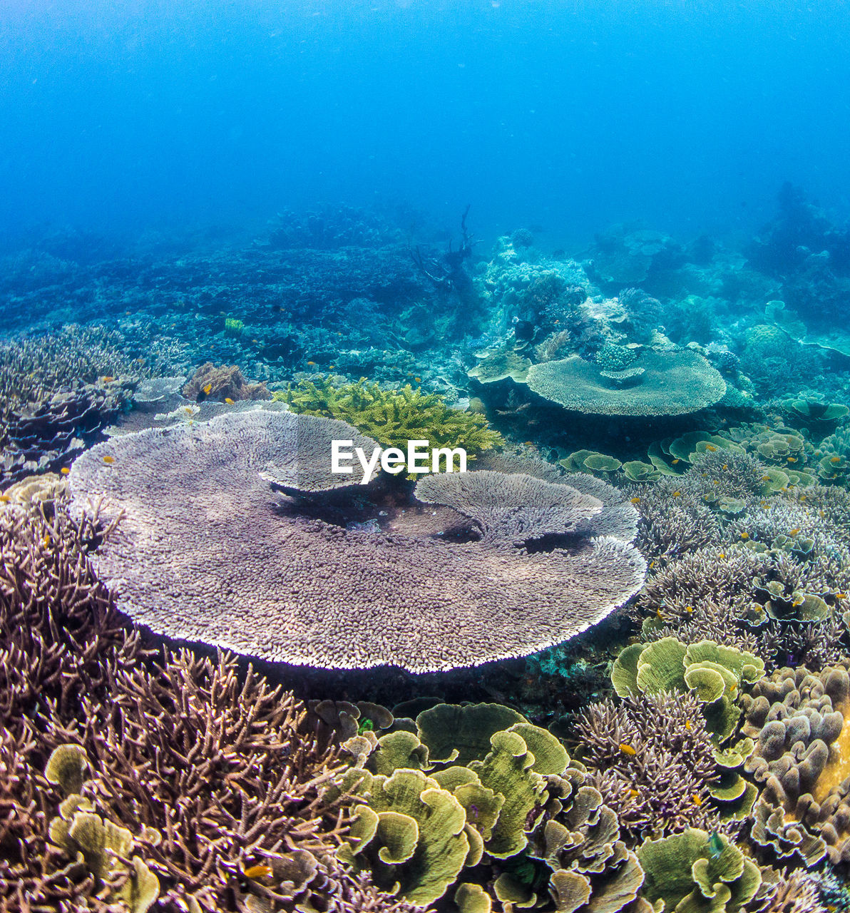 VIEW OF FISH UNDERWATER