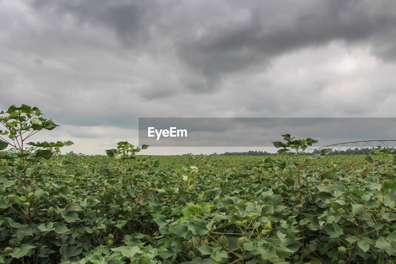 Plants growing on field against cloudy sky