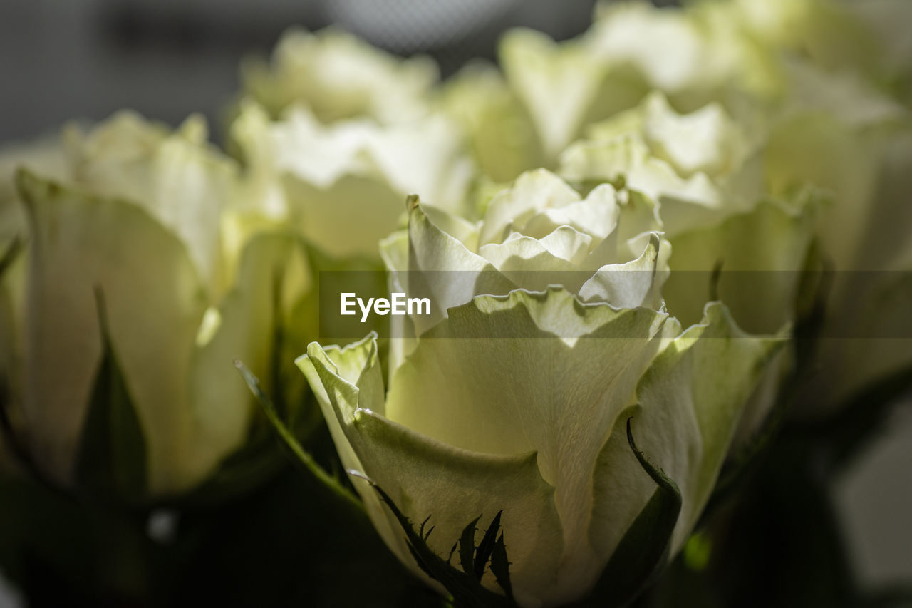 Close-up of rose plant