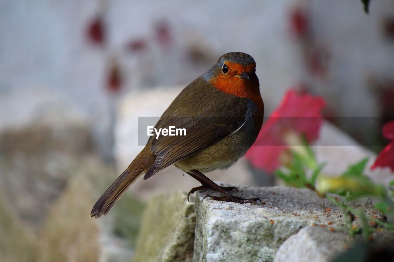 CLOSE-UP OF BIRD PERCHING ON WHITE BACKGROUND