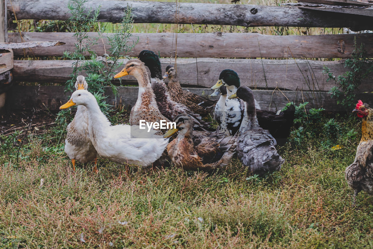 BIRDS ON FIELD