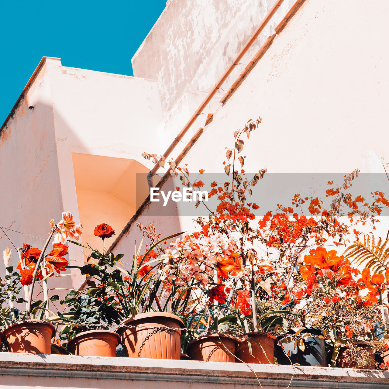 LOW ANGLE VIEW OF POTTED PLANT AGAINST ORANGE WALL