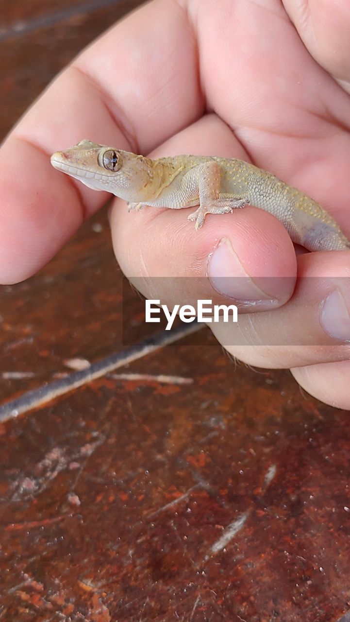 hand, animal, animal themes, finger, one person, animal wildlife, one animal, close-up, reptile, wildlife, holding, human leg, nail, nature, outdoors, macro photography, day, high angle view, adult