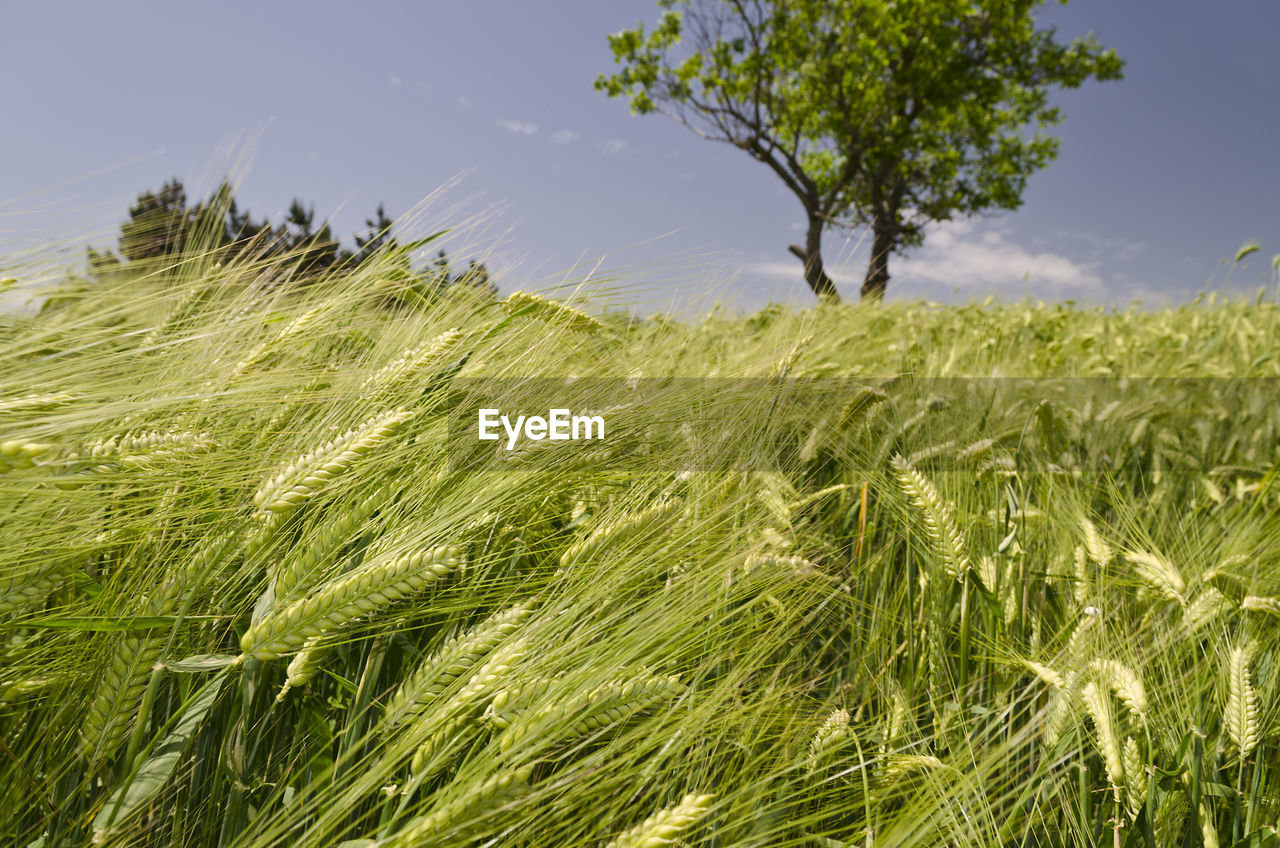 CLOSE-UP OF WHEAT FIELD