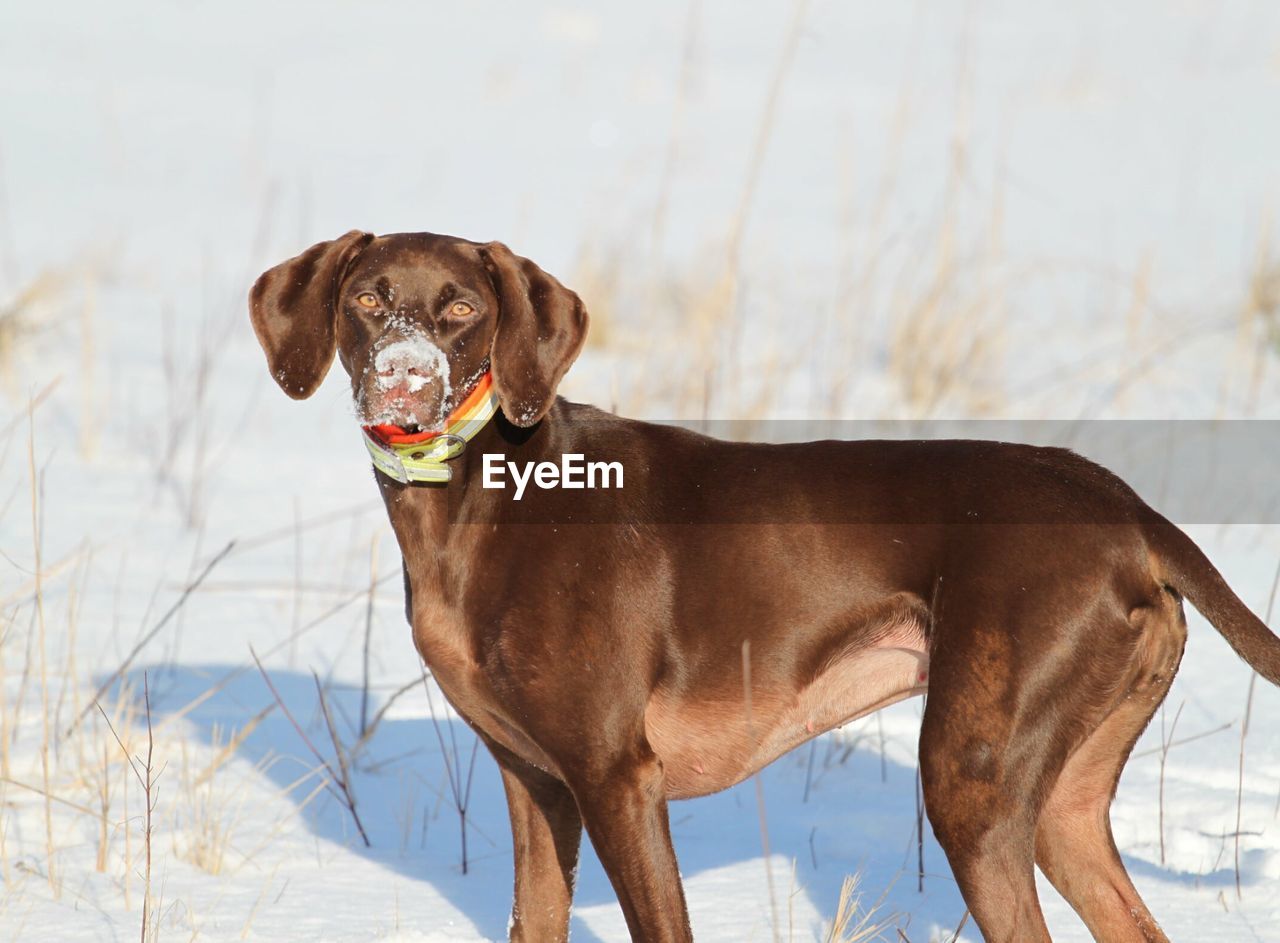 Dog outdoors in winter