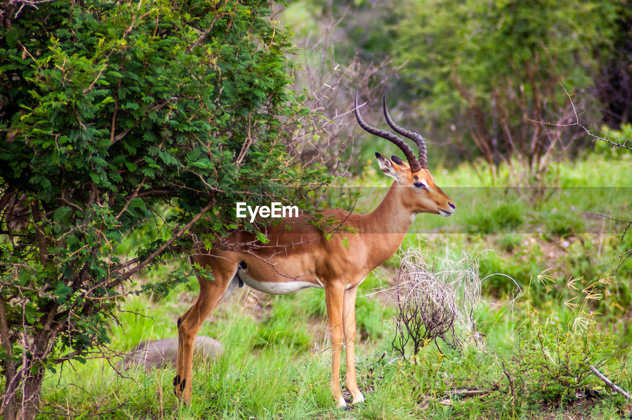 A deer in an african game reserve or safari