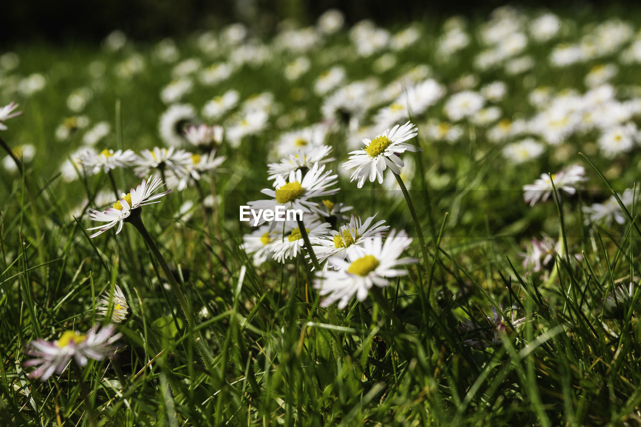 plant, flower, flowering plant, grass, freshness, meadow, nature, beauty in nature, daisy, white, fragility, field, close-up, growth, lawn, green, no people, flower head, macro photography, petal, wildflower, land, inflorescence, day, focus on foreground, outdoors, springtime, plain, selective focus, botany, prairie, sunlight, blossom, natural environment, environment, summer