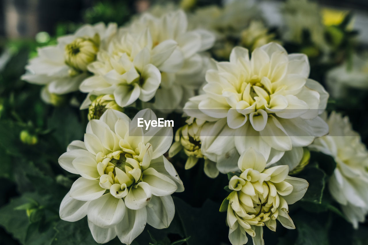 flower, flowering plant, plant, freshness, beauty in nature, close-up, flower head, fragility, petal, nature, inflorescence, white, focus on foreground, yellow, chrysanths, growth, dahlia, no people, outdoors, plant part, springtime, day, leaf, botany, green