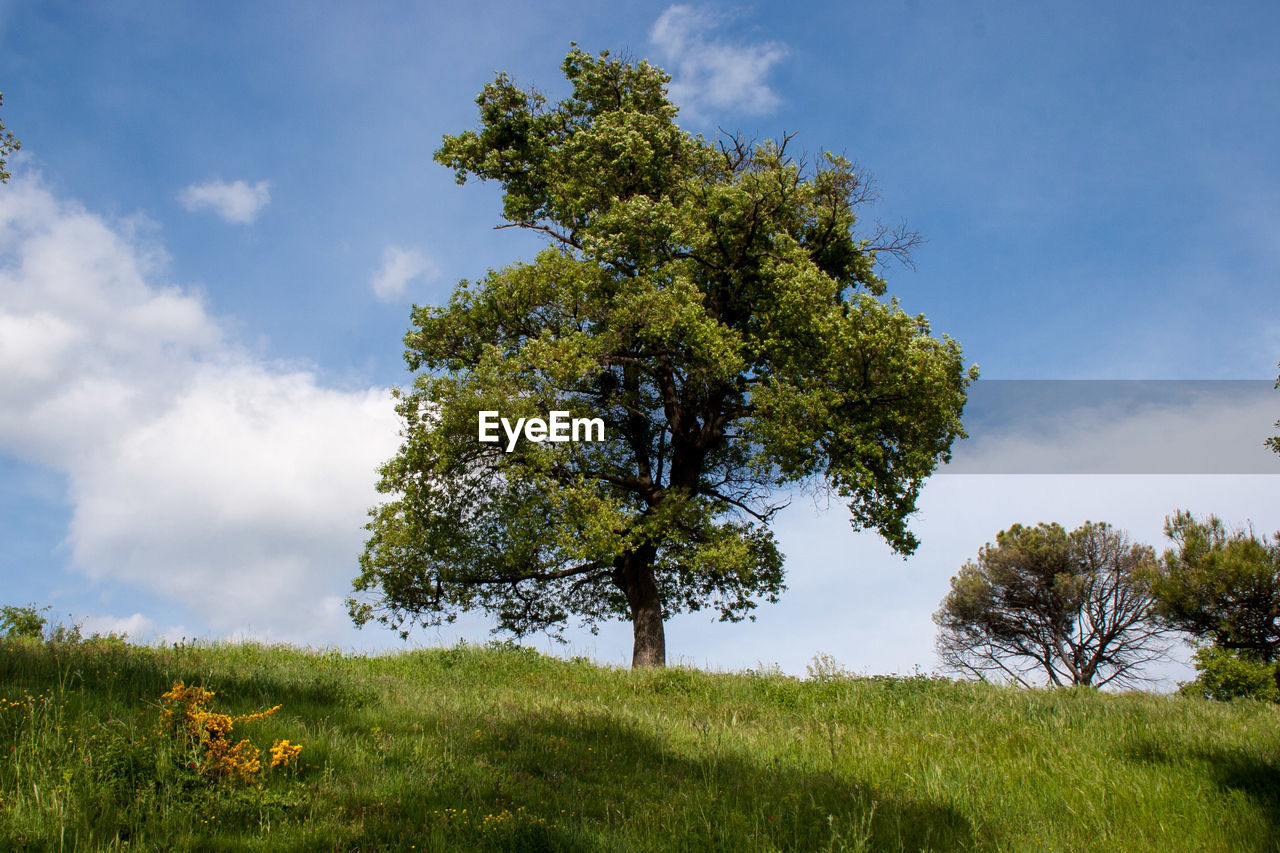 Scenic lower view of tree over the hill against the sky