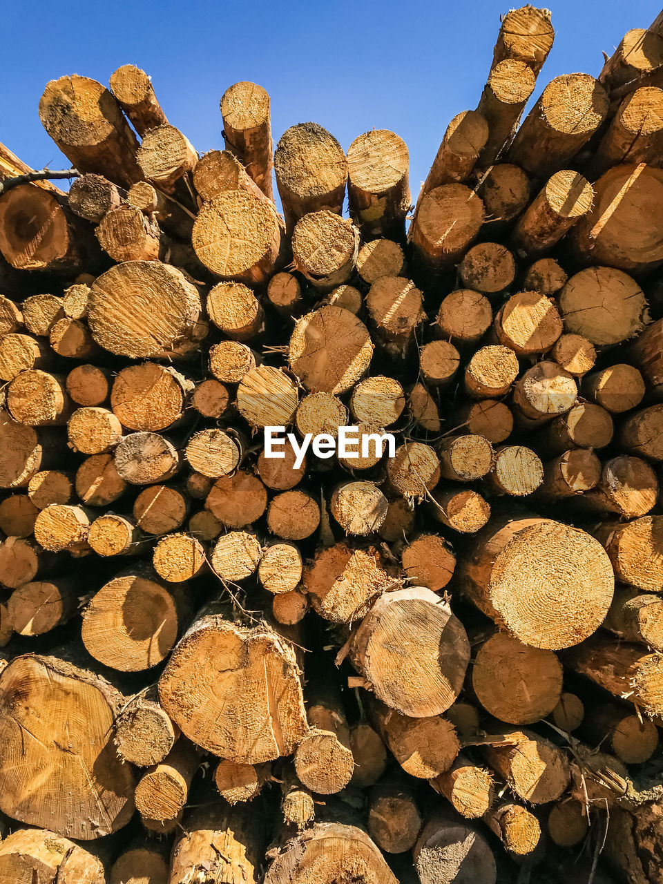 Trunks of logs in forest cut and stacked 