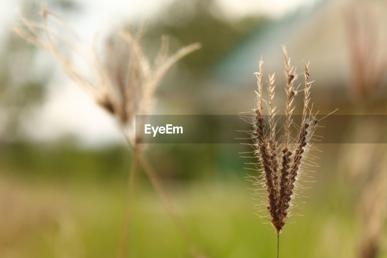 CLOSE-UP OF STALKS IN FIELD AGAINST BLURRED BACKGROUND