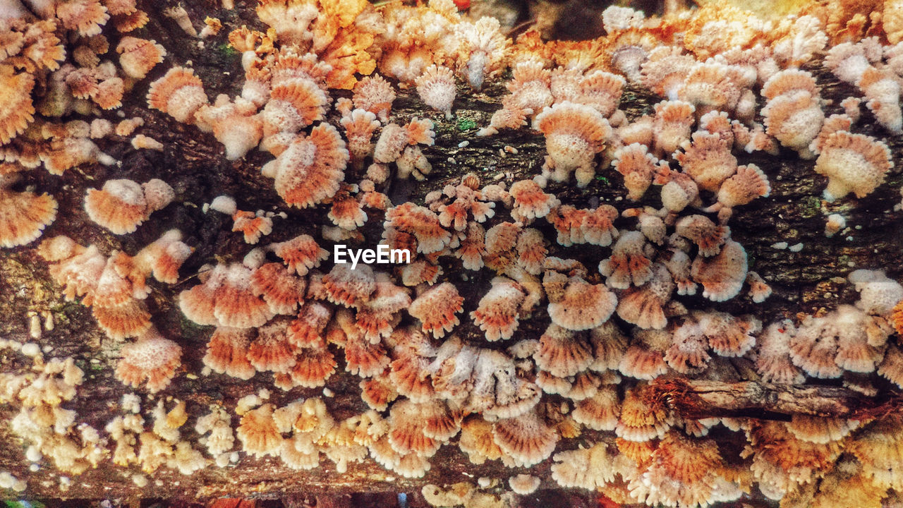 Full frame shot of dry leaves