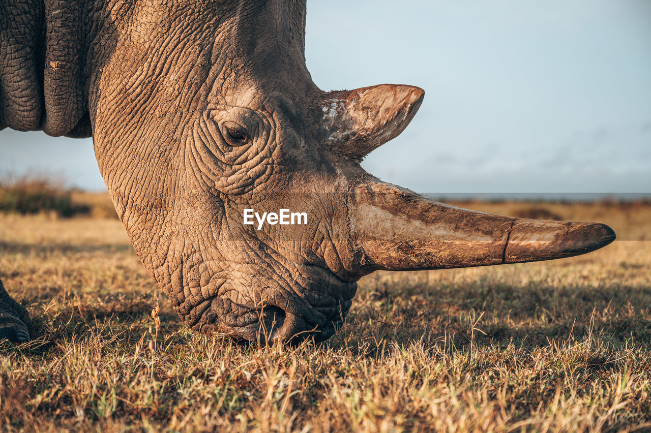 Rhino standing at field