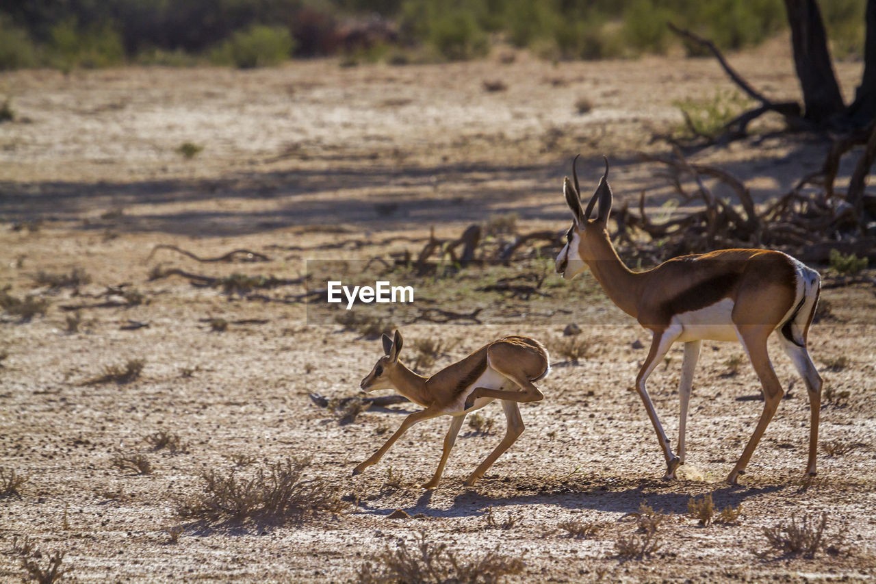 View of deer in desert