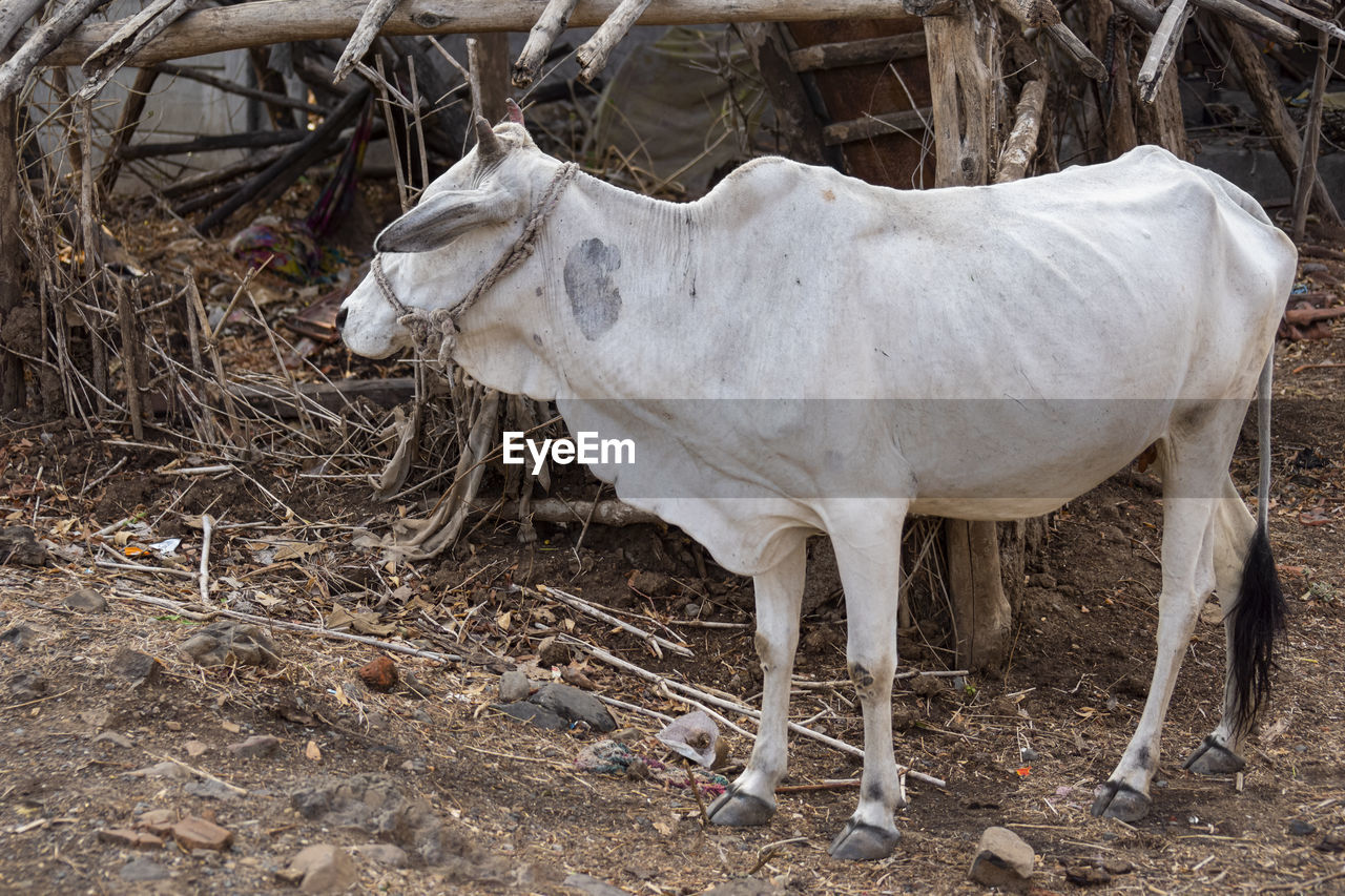 animal, animal themes, mammal, domestic animals, livestock, horn, animal wildlife, one animal, no people, wildlife, white, cattle, pet, nature, field, land, pack animal, pasture, day, standing, outdoors, agriculture, plant, oryx, herd