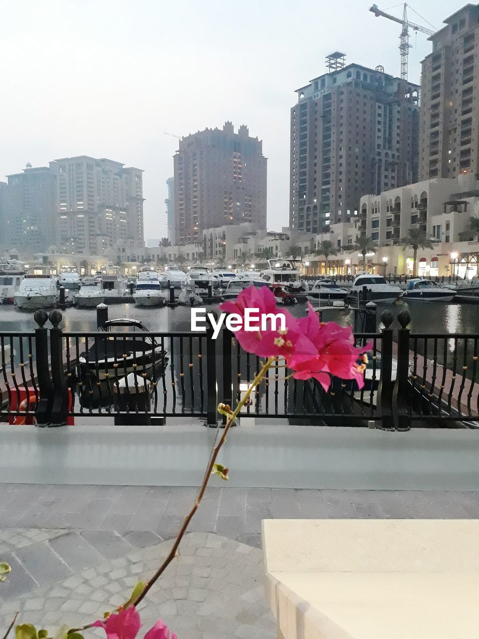 CLOSE-UP OF PINK FLOWERS AGAINST BUILDINGS