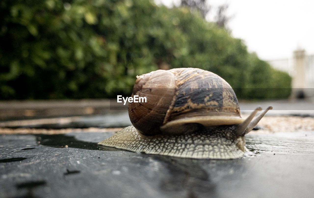 Close-up of snail after the rain