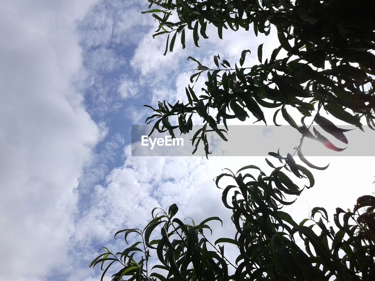 LOW ANGLE VIEW OF TREES AGAINST SKY