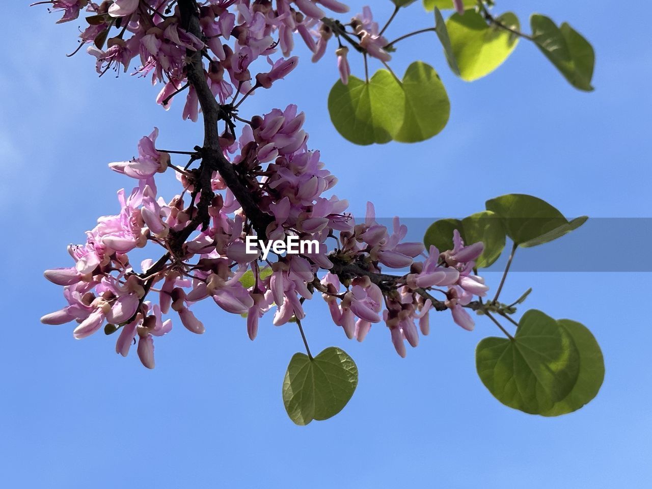 plant, tree, nature, branch, growth, flower, sky, beauty in nature, leaf, freshness, plant part, flowering plant, blossom, blue, springtime, fragility, fruit, produce, fruit tree, no people, clear sky, pink, outdoors, food and drink, day, close-up, low angle view, twig, food, botany, sunny, spring, healthy eating, sunlight, petal