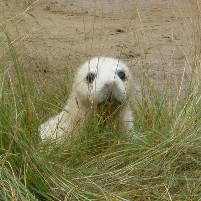 CLOSE-UP OF AN ANIMAL