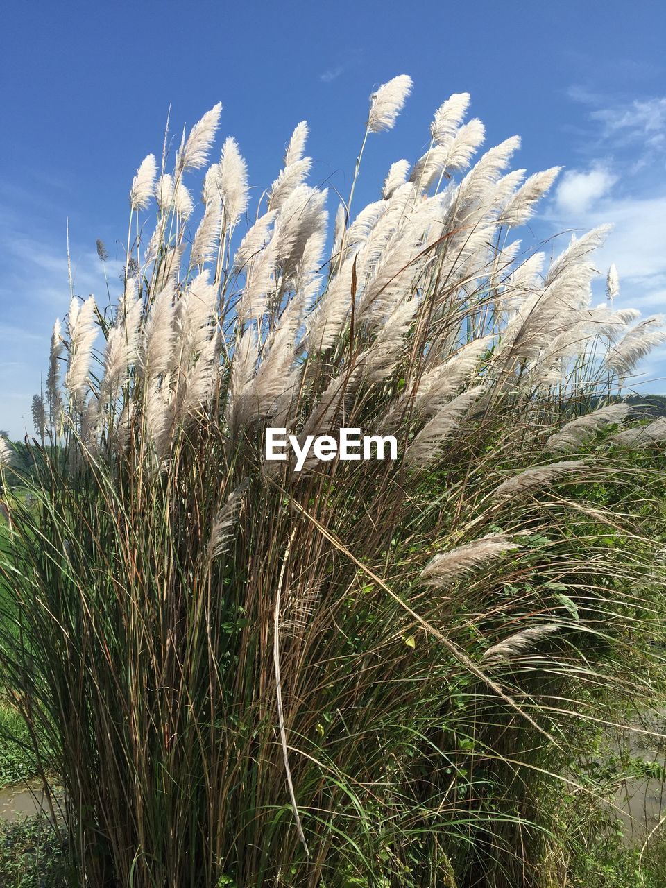 CLOSE-UP OF PLANT AGAINST SKY